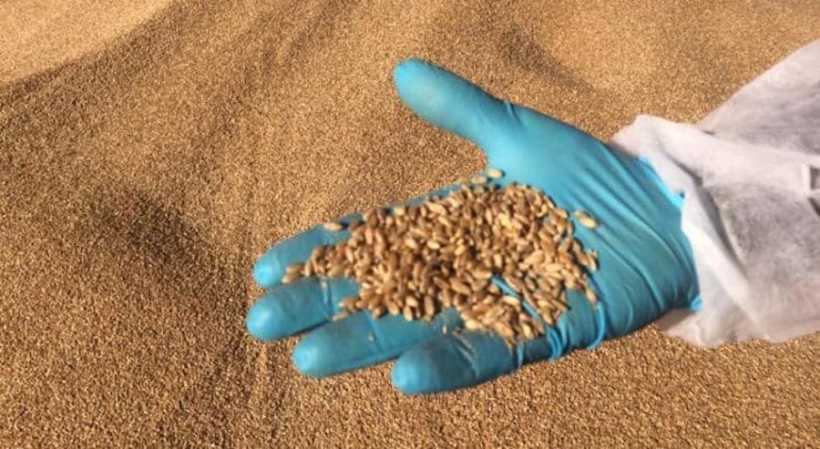 grano duro a Catania