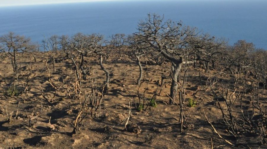 incendio Pantelleria