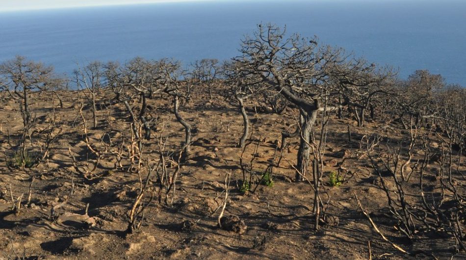 A dimora le ultime piantine. Concluso il progetto 10mila alberi per Pantelleria