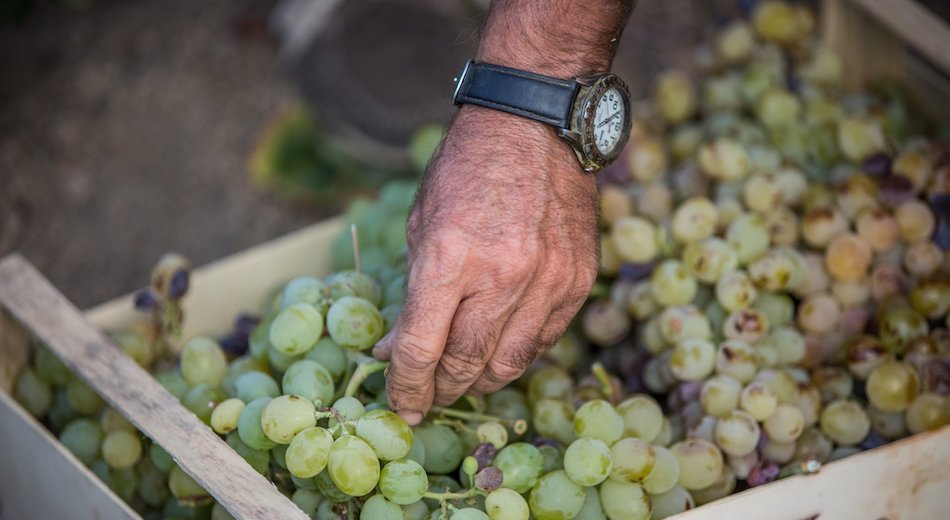 Doc Pantelleria, il Consorzio di tutela avvia la vigilanza Erga Omnes