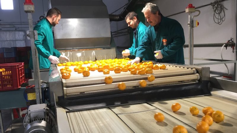 Blockchain e turismo relazionale nel Social Farming 3 del Distretto Agrumi di Sicilia