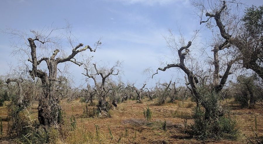 Xylella