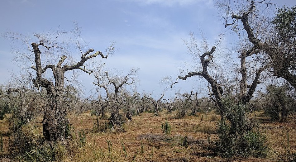 Pronta una macchina anti-sputacchina per proteggere gli olivi da Xylella