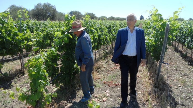 Se il privato finanzia la ricerca agroalimentare. L’esempio Di Bella Vini