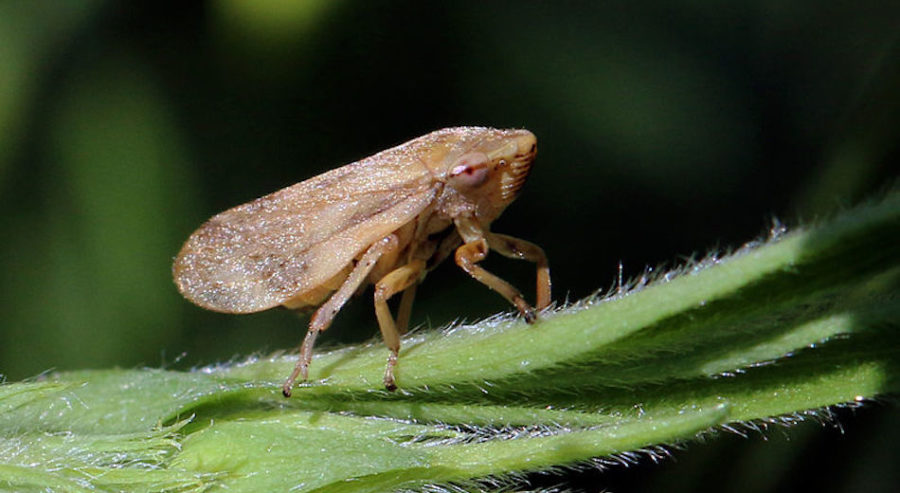 Xylella