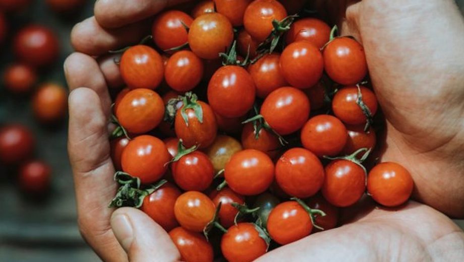 Debutta a Comiso il primo Tomato Village, salone dedicato al pomodoro