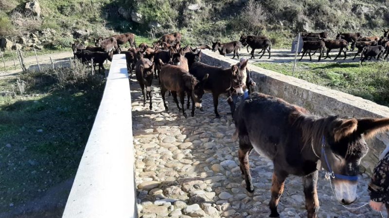 A Troina torna la tradizione della transumanza con gli asini della legalità