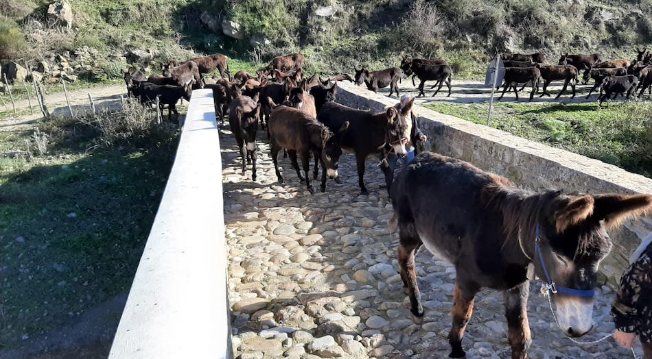 A Troina torna la tradizione della transumanza con gli asini della legalità