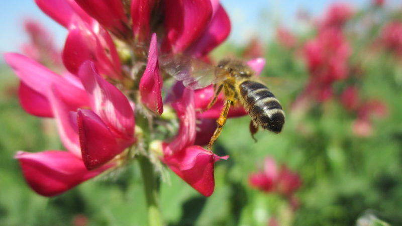 L’Ue in soccorso delle api: all’esame di Strasburgo la riduzione dei pesticidi