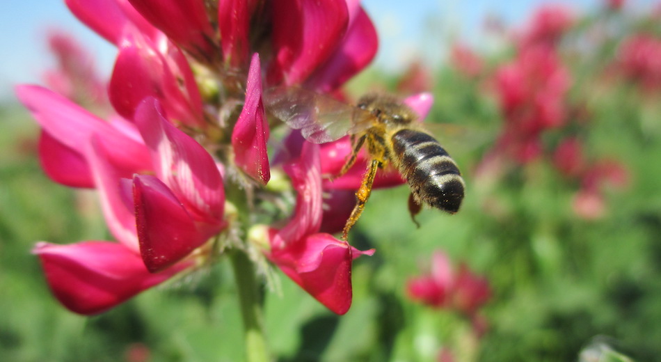 L’Ue in soccorso delle api: all’esame di Strasburgo la riduzione dei pesticidi