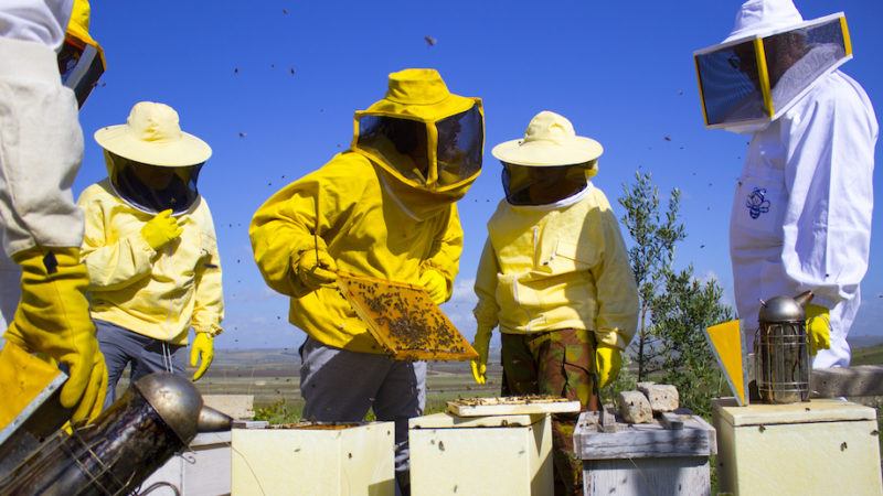 In arrivo 600 mila euro per l’apicoltura siciliana e Strasburgo dà l’ok alla risoluzione salva-api