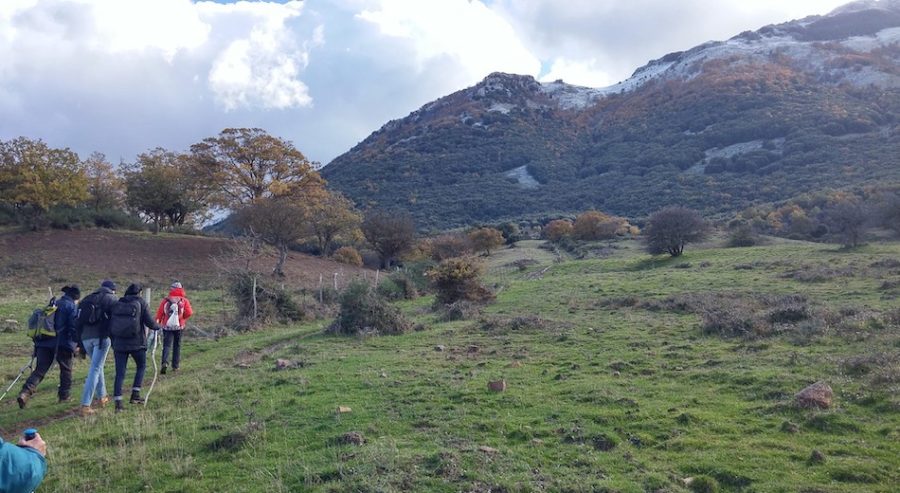 monte Palmeto