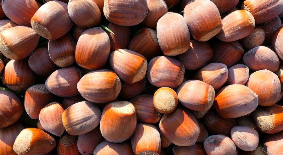 nocciole
