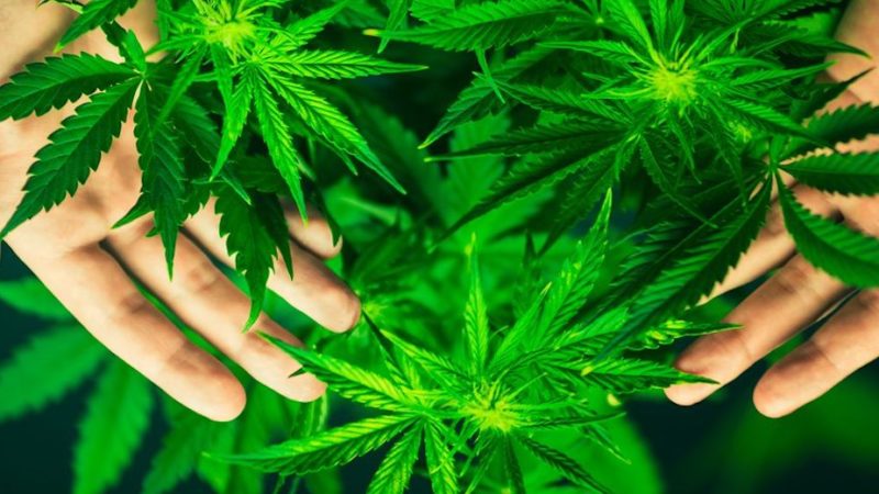 Da alimenti a farmaci, per la cannabis grandi potenzialità ma troppi vincoli