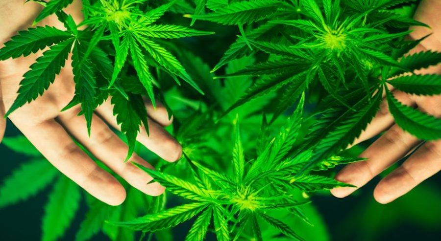 cannabis