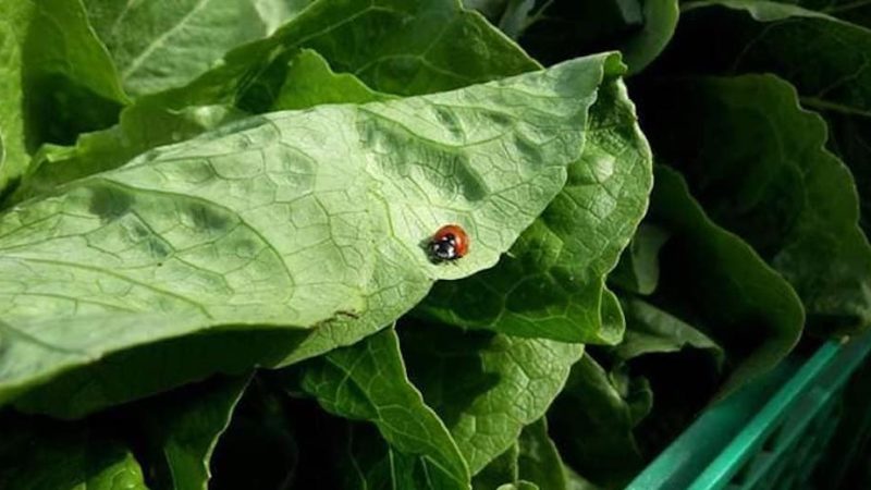 Orto e frutteto bio naturale: un corso per imparare tutti i segreti