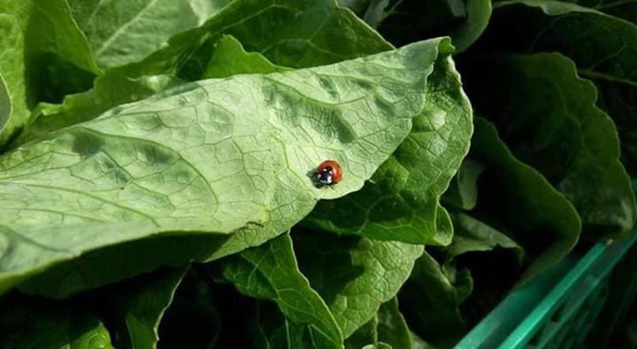 agricoltura bio naturale