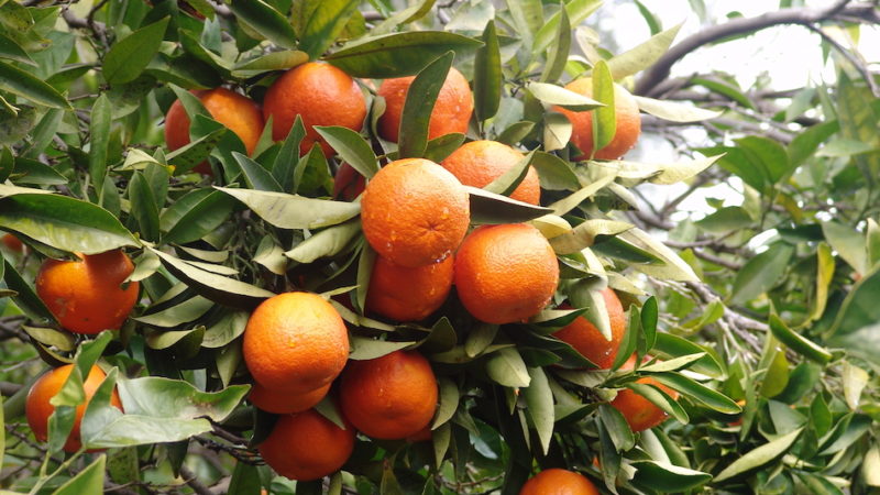 Agrumi, le proposte del Crea per l’innovazione varietale in Sicilia