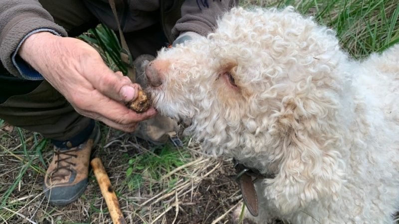 Tartuficoltura, attenzione alle truffe e alle promesse di facili guadagni