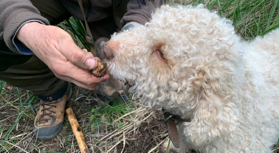 Tartuficoltura, attenzione alle truffe e alle promesse di facili guadagni