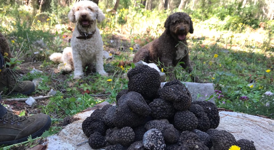 Valorizzazione e sviluppo del tartufo siciliano, convegno a Ragusa Ibla