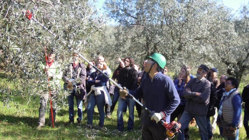 Vaso policonico dell’olivo, al via due corsi di formazione per potatori