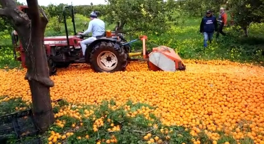 limoni turchi