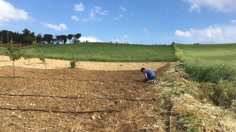 Psr Sicilia, disimpegno scongiurato. Ok a giovani e nuovo bando per la 4.1