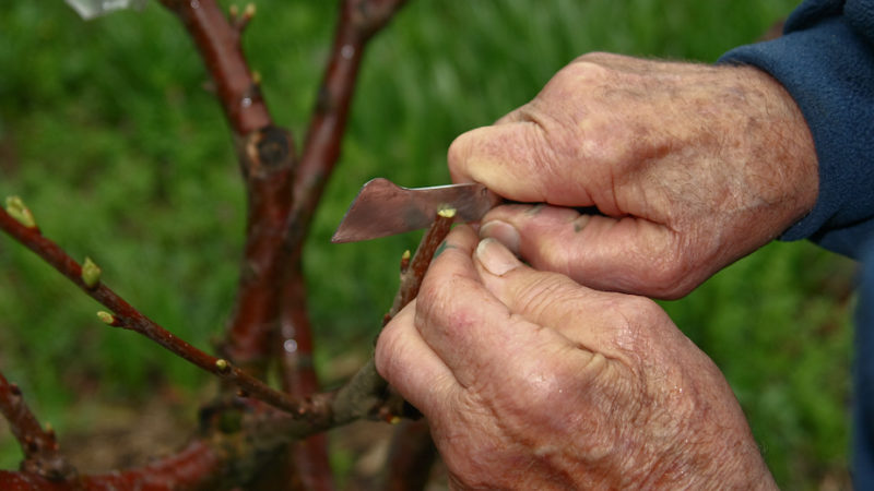 Innesto delle piante da frutto, corso di due giorni a Lascari