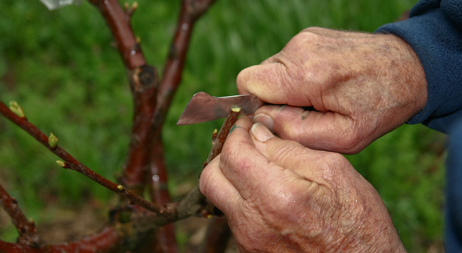 Innesto delle piante da frutto, corso di due giorni a Lascari