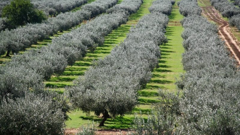 Forum olivicolo Cia: il rilancio passa da quattro interventi strategici