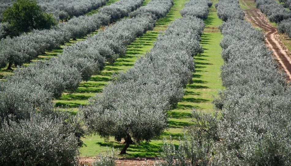 Forum olivicolo Cia: il rilancio passa da quattro interventi strategici
