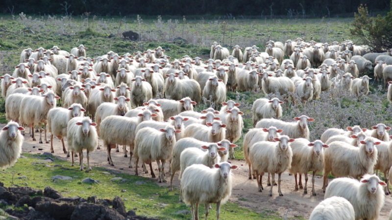 Workshop sulle produzioni animali sostenibili: bando per 25 ricercatori
