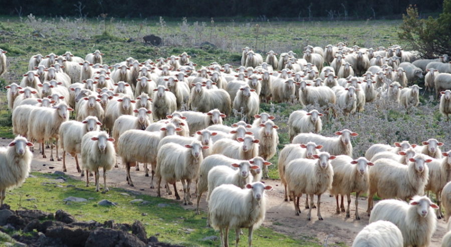 produzioni animali
