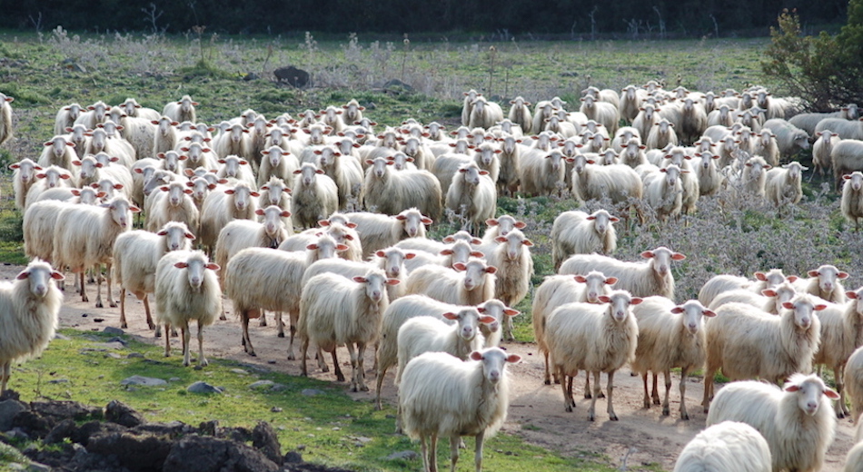 Workshop sulle produzioni animali sostenibili: bando per 25 ricercatori