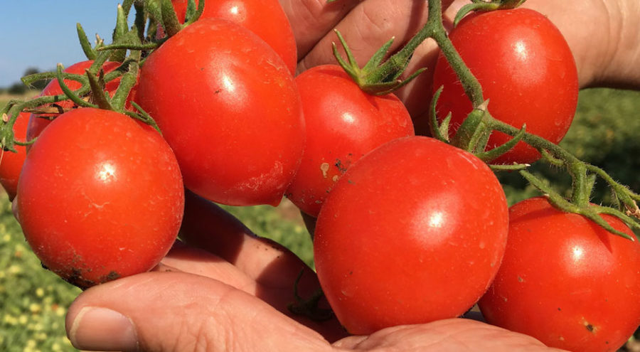 pomodoro siccagno