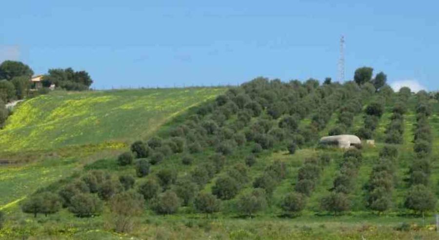 bando PSR Sicilia