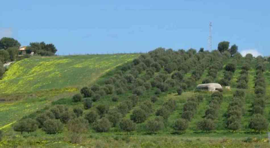 Psr Sicilia, bando 4.1 da 40 milioni. E per i giovani 100 milioni da Ismea