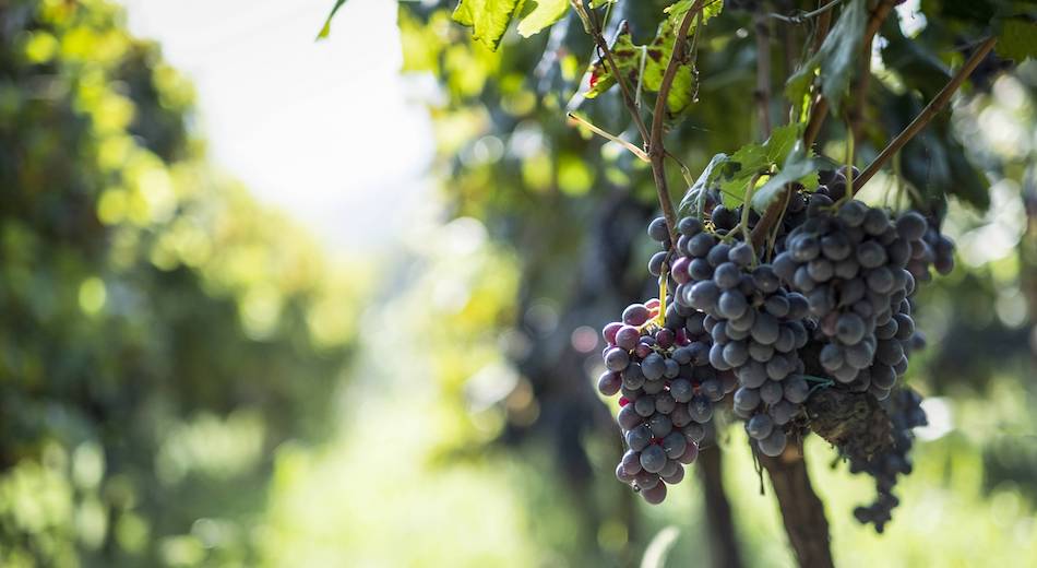 Vino comune, pronta proposta per portare le rese massime a 300 quintali