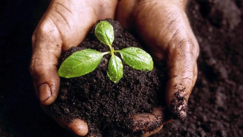 Agricoltura sostenibile, entro il 14 febbraio le candidature per Cultiv@te