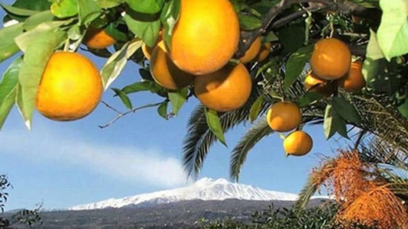 Il clima impazzito falcidia l’agricoltura siciliana. Danni ad agrumi e cereali