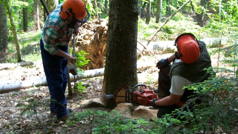 Forestali, piano stabilizzazioni tra un mese. Per ora solo contratti a termine