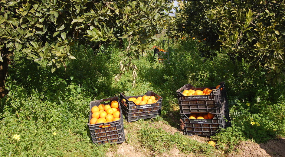 Furti nelle campagne,  allarme rosso. Domani vertice a Siracusa