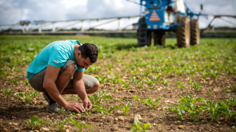 Consulenza aziendale, Timac Agro cerca in Sicilia agronomi e periti agrari