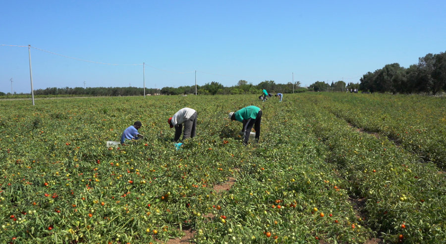 migranti in agricoltura