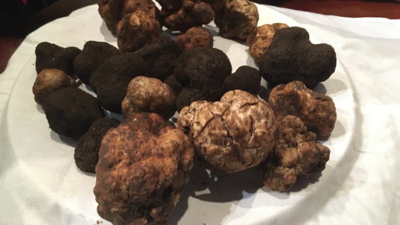 Tartufi ancora senza regole in Sicilia. E intanto a Roma si lavora già ad una nuova legge | Video