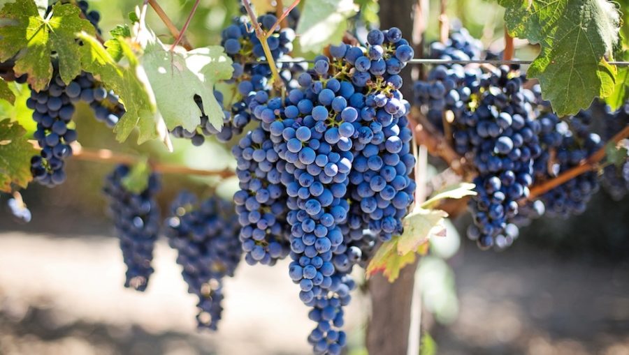 Ocm vino