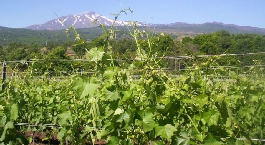 vigneto Etna Doc