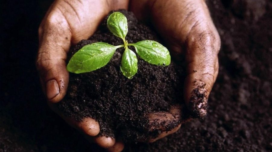 agronomi