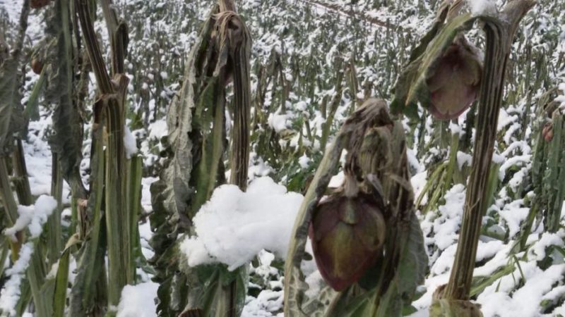 Rischio danni, aziende concordi: la nuova Pac preveda polizze obbligatorie